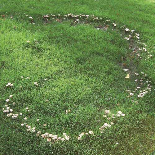 惡魔的結界？仙子的足跡？神秘的「蘑菇圈」哪裡來？