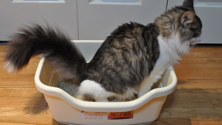 貓砂盆的英文單字你有用對嗎 空中美語部落格