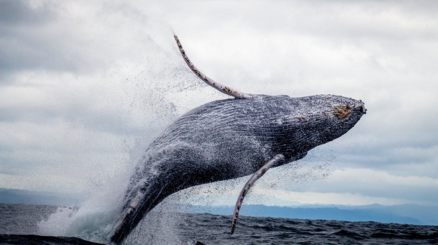 保護鯨魚 有助減碳 救地球 空中美語部落格